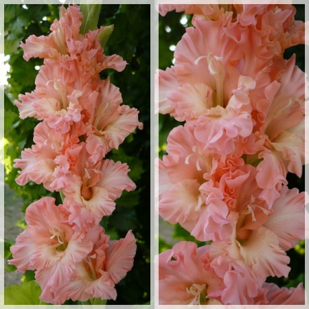 ROSE BAMBINO